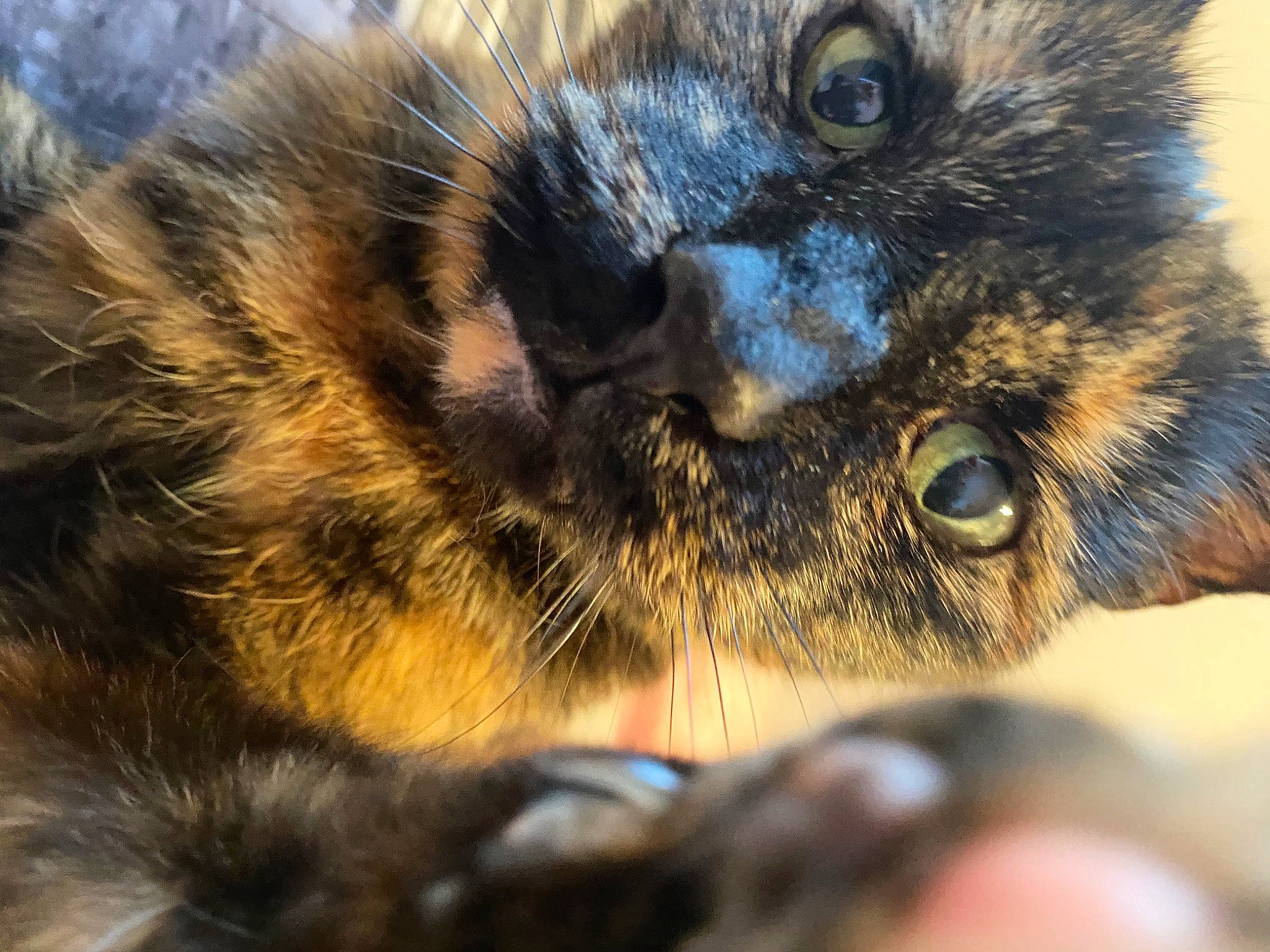 Fudge joined the competition — help win amazing prizes! carnivore, cat, claw, close_up, dog_breed, domestic_short_haired_cat, ear, felidae, fur, macro_photography, photography, small_to_medium_sized_cats, snout, terrestrial_animal, whiskers, wildlife, working_animal