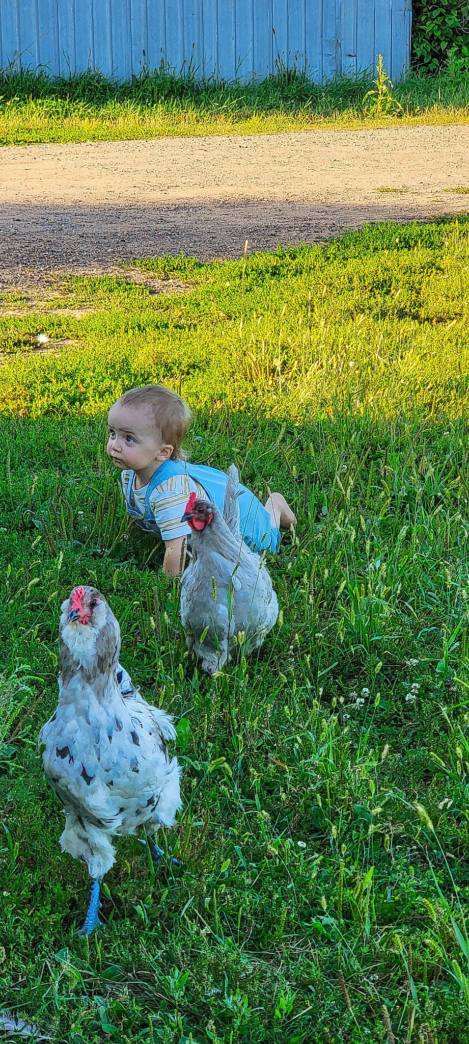 Deegan is registered to the contest to win money with this photo: baby, baby_toddler_clothing, child, dress, face, field, fun, grass, grass_family, grassland, groundcover, happy, lawn, leaf, meadow, people_in_nature, person, plant, prairie, sitting