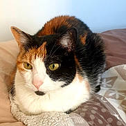 Crystal a rejoint le concours — aidez-le/la à gagner de superbes lots ! cat, calico_cat, pet, feline, bed, blanket, cozy, indoor, yellow_eyes, whiskers, ears, fur, paws, resting, portrait, closeup, domestic_animal, bedding, soft_texture, sleeping_area