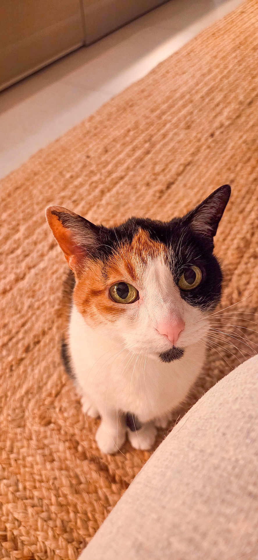 Crystal participe au concours pour gagner de l'argent avec cette photo : cat, calico_cat, pet, feline, close_up, green_eyes, whiskers, pink_nose, curious, sitting, indoor, rug, textured_rug, cozy, portrait, looking_up, domestic_cat, fur, paws, home_interior