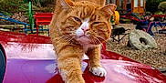 Jasper joined the competition — help win amazing prizes! cat, ginger_cat, white_paws, stretching, car_hood, reflection, outdoor, garden, cloudy_sky, trees, bench, playground_equipment, wooden_shed, gravel, nature, pet, animal, feline, close_up, daytime