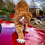 cat, ginger_cat, white_paws, stretching, car_hood, reflection, outdoor, garden, cloudy_sky, trees, bench, playground_equipment, wooden_shed, gravel, nature, pet, animal, feline, close_up, daytime
