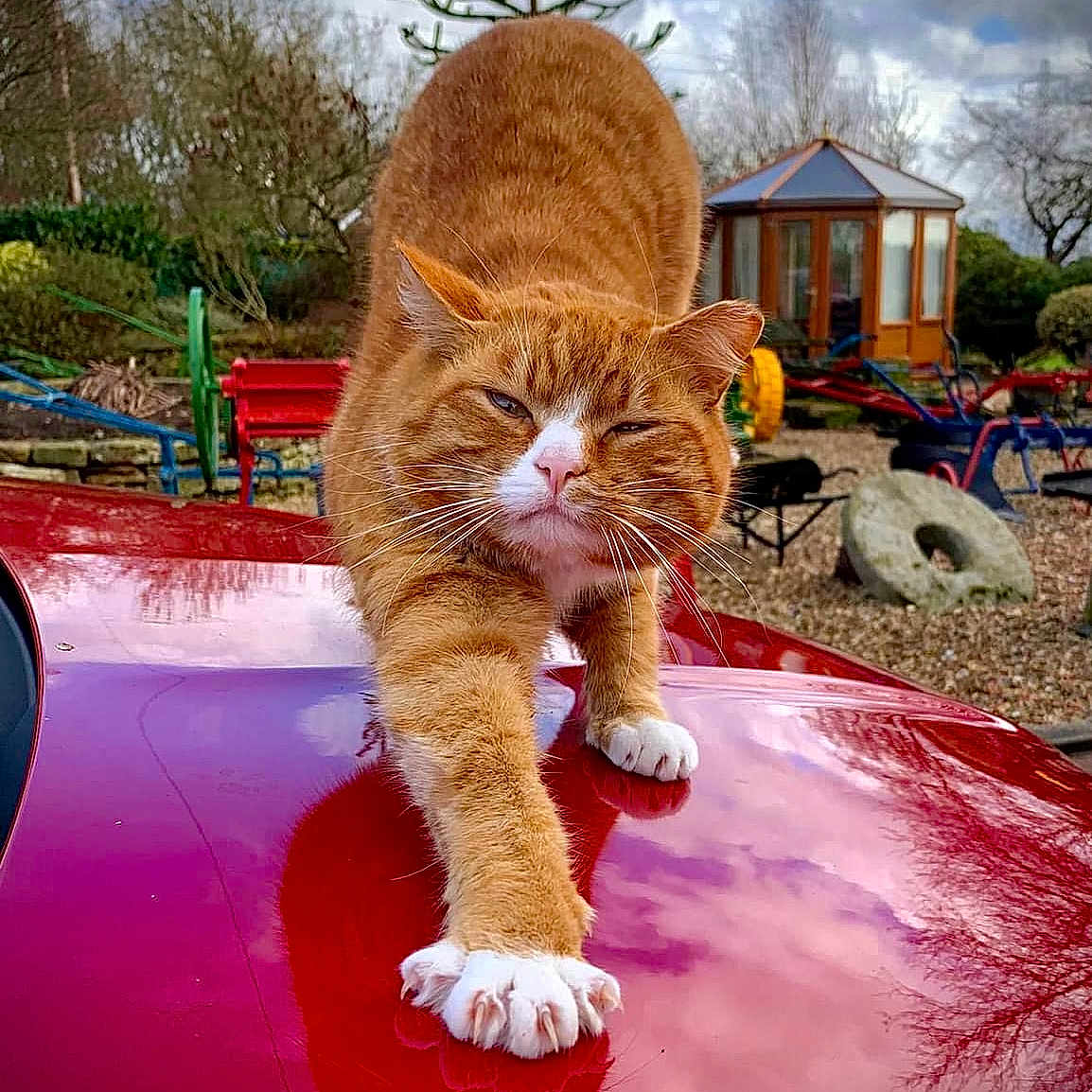 Jasper joined the competition — help win amazing prizes! animal, bench, car_hood, cat, close_up, cloudy_sky, daytime, feline, garden, ginger_cat, gravel, nature, outdoor, pet, playground_equipment, reflection, stretching, trees, white_paws, wooden_shed