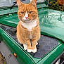 Jasper joined the competition — help win amazing prizes! cat, orange_tabby, white_paws, vehicle, green_car, hood, outdoor, autumn, leaves, calm, curious, pet, animal, fur, whiskers, ears, sitting, close_up, nature, daylight