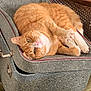 Jasper joined the competition — help win amazing prizes! cat, ginger_cat, pet, feline, indoor, furniture, suitcase, fabric, relaxed, cute, whiskers, paws, curious, home, cozy, resting, orange, white, seat, chair