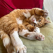 Jasper is registered to the contest to win money with this photo: cat, ginger_cat, white_paws, stretching, cushion, indoor, pet, feline, relaxed, sleepy, paw_pads, whiskers, fur, green_cushion, red_background, household, cozy, cute, resting, animal