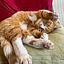 cat, ginger_cat, white_paws, stretching, cushion, indoor, pet, feline, relaxed, sleepy, paw_pads, whiskers, fur, green_cushion, red_background, household, cozy, cute, resting, animal