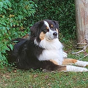 Jeanpierre Fourchon participe au concours pour gagner de l'argent avec cette photo : dog, tricolor, outdoor, grass, wooden_post, greenery, foliage, relaxed, laying_down, nature, pet, animal, calm, serene, daylight, mammal, companion, fur, ears, snout