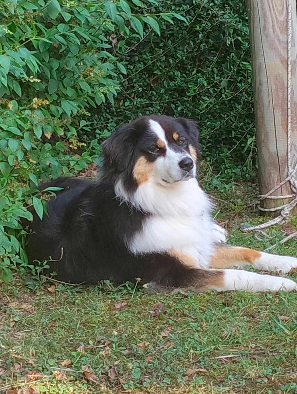 Jeanpierre Fourchon participe au concours pour gagner de l'argent avec cette photo : dog, tricolor, outdoor, grass, wooden_post, greenery, foliage, relaxed, laying_down, nature, pet, animal, calm, serene, daylight, mammal, companion, fur, ears, snout