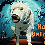 Maya is registered to the contest to win money with this photo: dog, pet, animal, halloween, costume, toilet_paper, wrapped, tongue, spooky, forest, night, pumpkin, jack_o_lantern, bat, trees, illustration, digital_art, orange_text, holiday, funny
