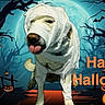 dog, pet, animal, halloween, costume, toilet_paper, wrapped, tongue, spooky, forest, night, pumpkin, jack_o_lantern, bat, trees, illustration, digital_art, orange_text, holiday, funny