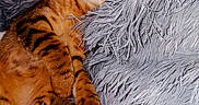 Athéna a rejoint le concours — aidez-le/la à gagner de superbes lots ! cat, tabby, sleeping, cozy, fluffy, blanket, fur, pet, animal, relaxed, cute, indoor, napping, comfort, soft, resting, whiskers, paw, striped, feline