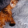 cat, tabby, sleeping, cozy, fluffy, blanket, fur, pet, animal, relaxed, cute, indoor, napping, comfort, soft, resting, whiskers, paw, striped, feline