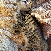 Athéna participe au concours pour gagner de l'argent avec cette photo : kitten, cat, tabby, sleeping, cozy, blanket, fur, pet, cute, animal, relaxing, sunlight, soft, texture, indoor, resting, adorable, young, mammal, feline