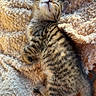 kitten, cat, tabby, sleeping, cozy, blanket, fur, pet, cute, animal, relaxing, sunlight, soft, texture, indoor, resting, adorable, young, mammal, feline