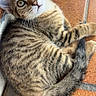 kitten, tabby, cat, pet, animal, feline, curious, green_eyes, striped_fur, paw, tail, terracotta_tiles, floor, indoor, young, cute, whiskers, relaxed, looking_up, fur