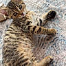 kitten, tabby, cat, feline, pet, animal, lying_down, carpet, indoor, cute, young, whiskers, paws, fur, striped, domestic_animal, relaxed, looking_at_camera, small, playful