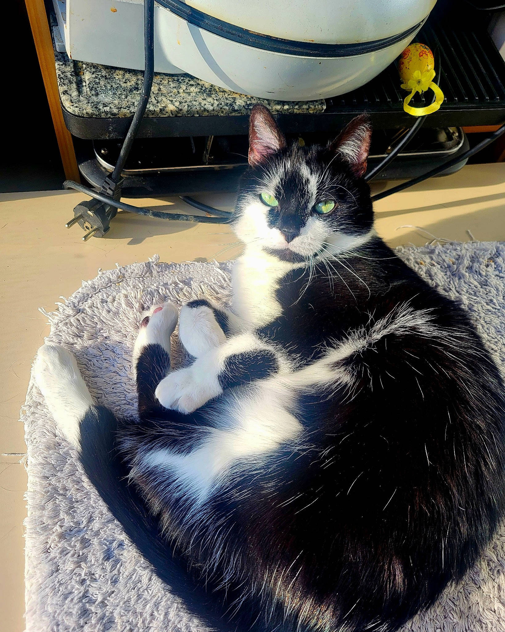 Plume participe au concours pour gagner de l'argent avec cette photo : black_cat, box, carnivore, cat, claw, cloud, comfort, domestic_short_haired_cat, felidae, flooring, fur, light, paw, shadow, small_to_medium_sized_cats, snout, tail, whiskers