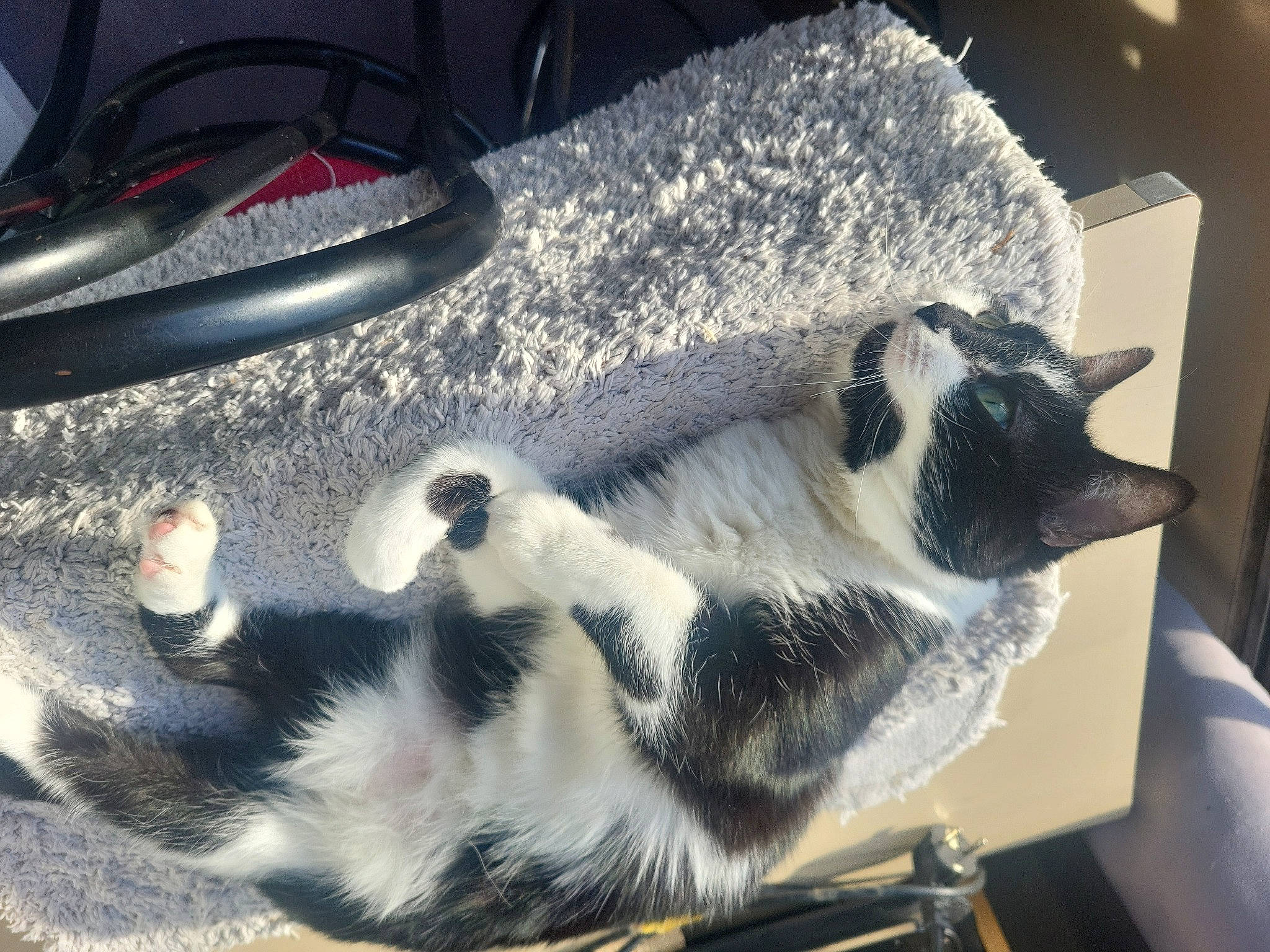 Plume participe au concours pour gagner de l'argent avec cette photo : automotive_lighting, canidae, carnivore, cat, claw, comfort, dog_breed, domestic_short_haired_cat, felidae, foot, fur, hood, paw, small_to_medium_sized_cats, snout, sporting_group, tail, terrestrial_animal, whiskers, windshield