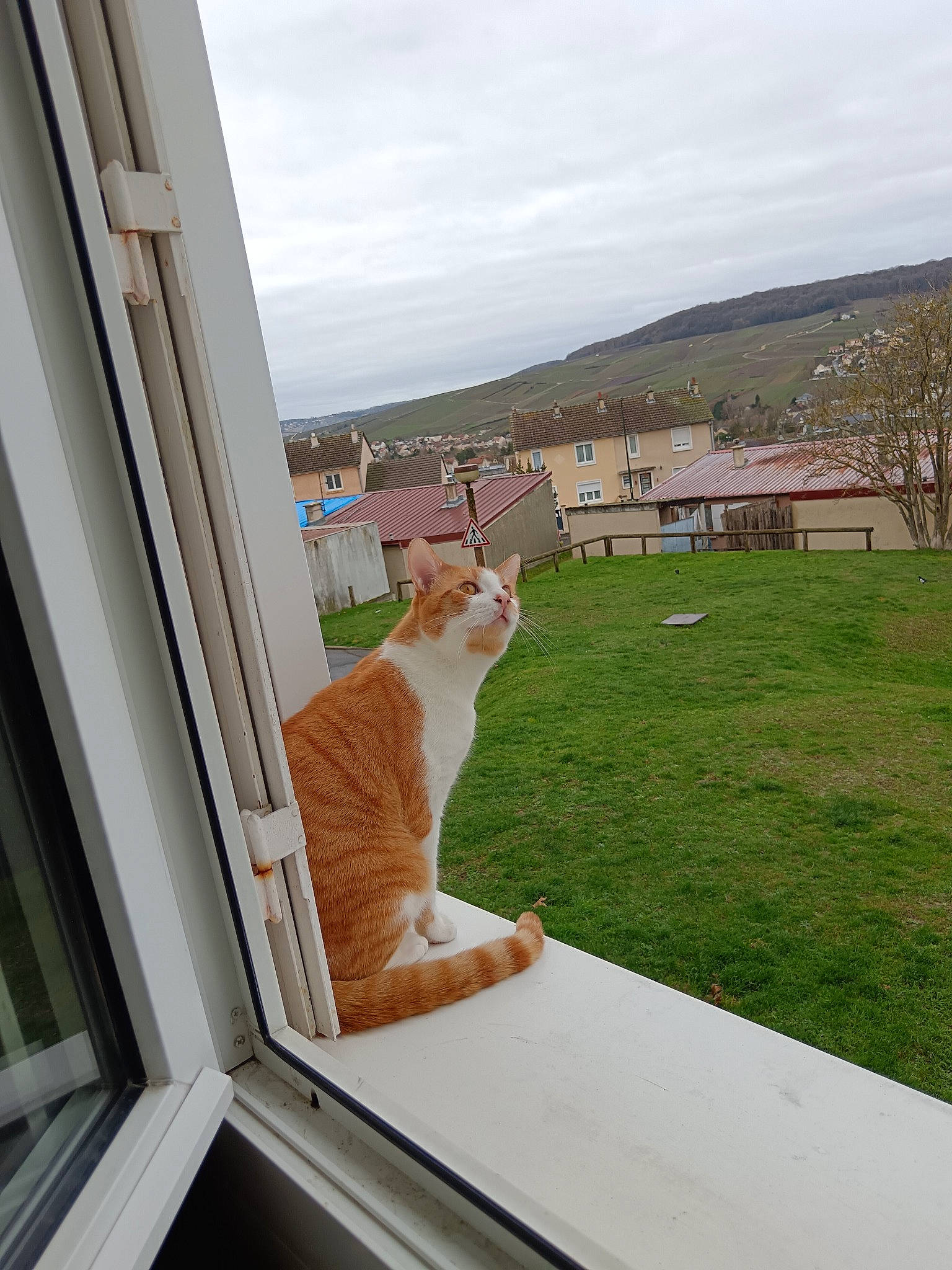 Inupi participe au concours pour gagner de l'argent avec cette photo : building, carnivore, cat, chair, cloud, door, fawn, felidae, house, outdoor_furniture, plant, porch, roof, sky, small_to_medium_sized_cats, tail, tree, whiskers, window, wood