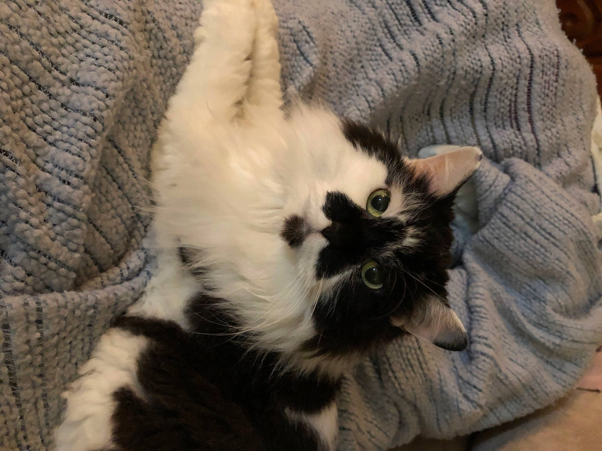 Bella Van Oppens joined the competition — help win amazing prizes! balinese, birman, carnivore, cat, cat_bed, cat_supply, claw, comfort, fawn, felidae, fur, nap, paw, small_to_medium_sized_cats, tail, terrestrial_animal, whiskers