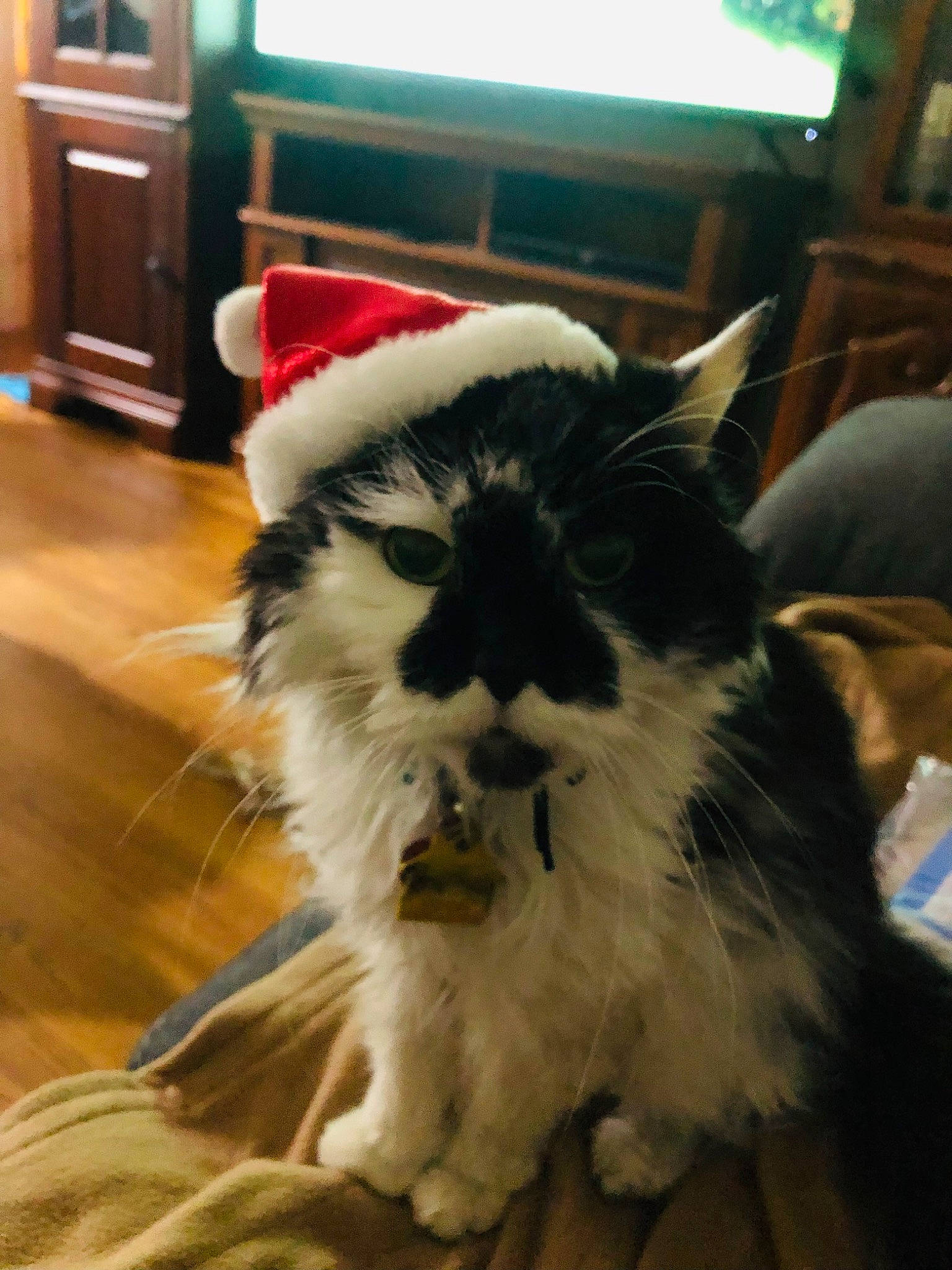 Bella Van Oppens joined the competition — help win amazing prizes! cabinetry, carnivore, cat, comfort, companion_dog, dog_breed, event, eye, felidae, flooring, fur, hardwood, room, small_to_medium_sized_cats, snout, tail, television, terrestrial_animal, whiskers, wood