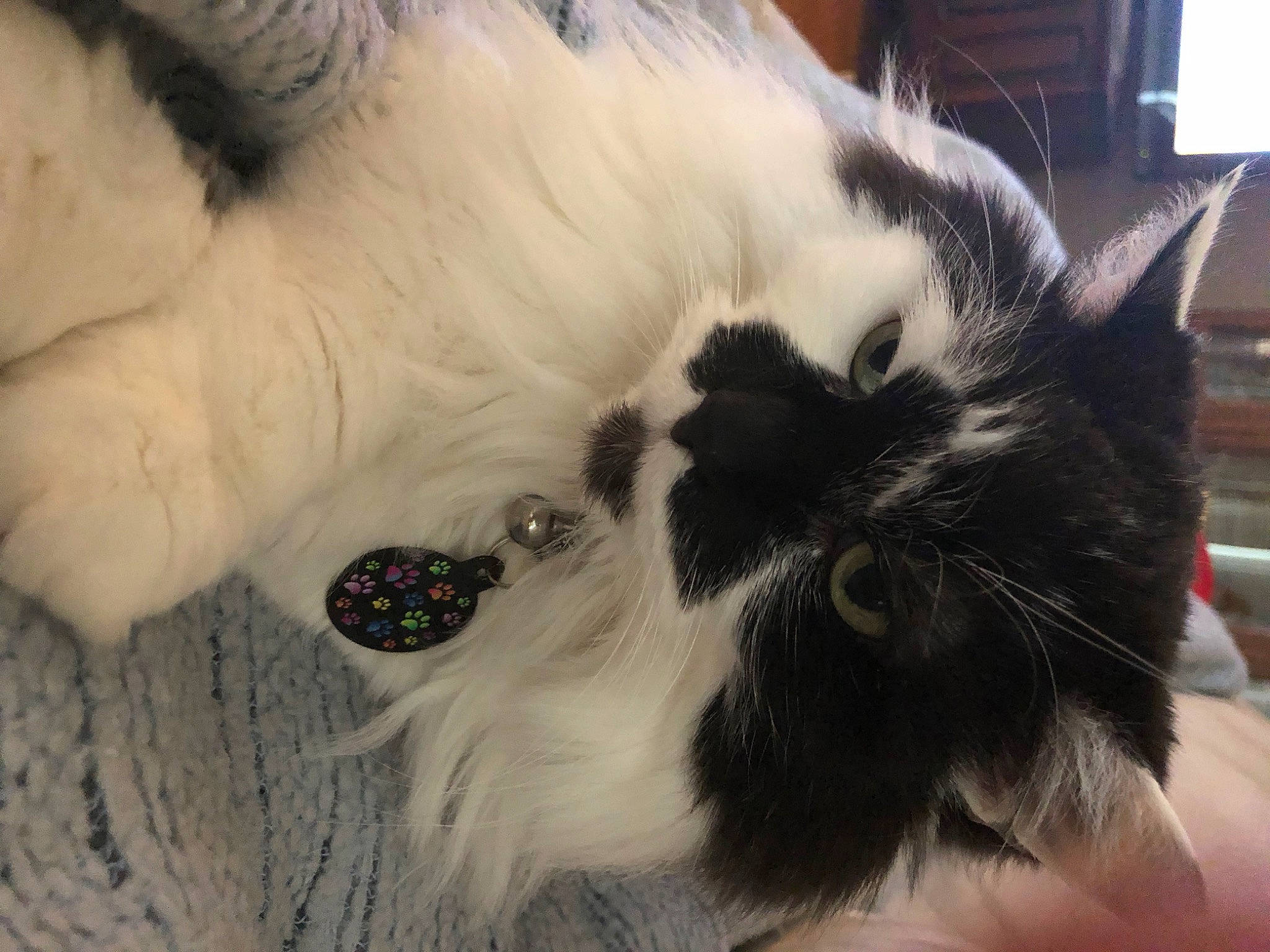 Bella Van Oppens joined the competition — help win amazing prizes! bed, carnivore, cat, cat_bed, claw, comfort, companion_dog, dog_breed, domestic_short_haired_cat, felidae, fur, nap, paw, small_to_medium_sized_cats, snout, tail, whiskers