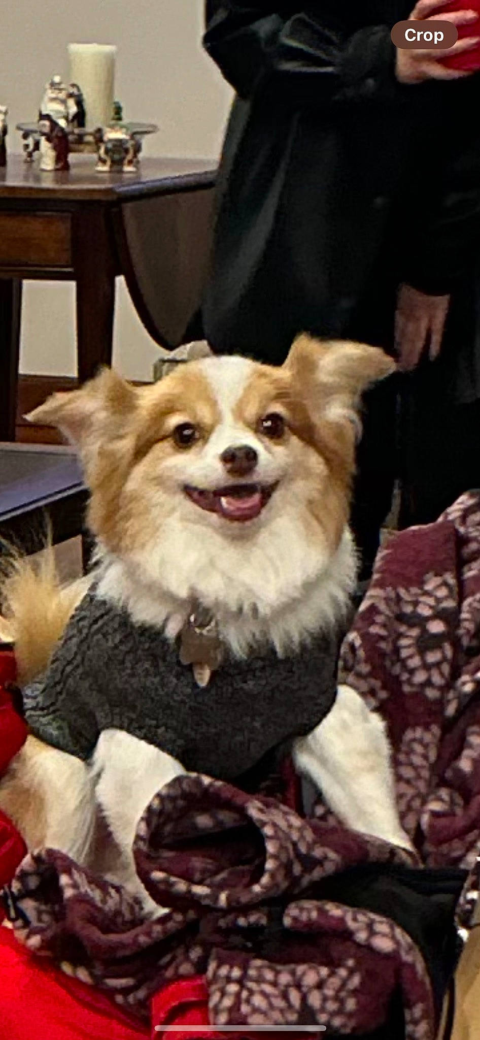 Dozer is registered to the contest to win money with this photo: canidae, carnivore, chair, clock, companion_dog, dog, dog_breed, dog_clothes, dog_supply, event, fashion_accessory, fawn, fur, pomeranian, smile, snout, spitz, toy_dog, whiskers, working_animal