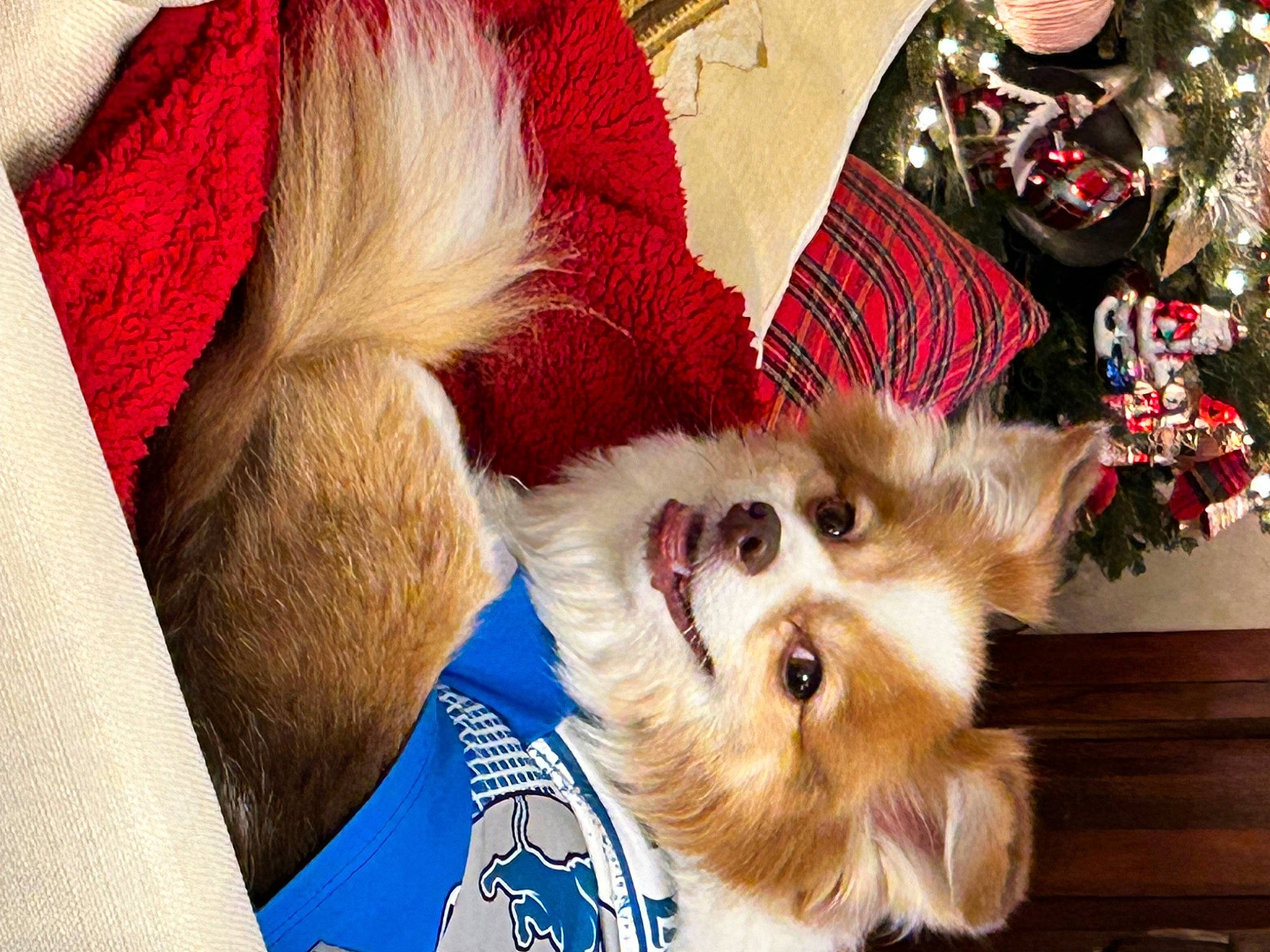 Dozer is registered to the contest to win money with this photo: carnivore, companion_dog, costume_hat, dog, dog_breed, dog_clothes, dog_supply, event, fashion_accessory, fawn, fur, hat, holiday, snout, spitz, toy, toy_dog, whiskers, working_animal, yorkshire_terrier