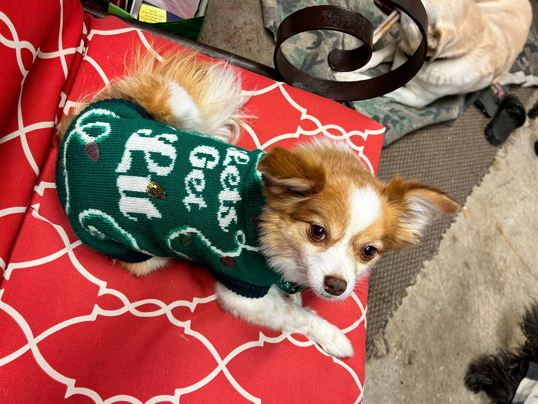 Dozer joined the competition — help win amazing prizes! ancient_dog_breeds, canidae, carnivore, collar, companion_dog, dog, dog_breed, dog_clothes, dog_supply, fawn, fur, german_spitz, leash, non_sporting_group, papillon, pattern, sporting_group, toy_dog, whiskers, working_animal