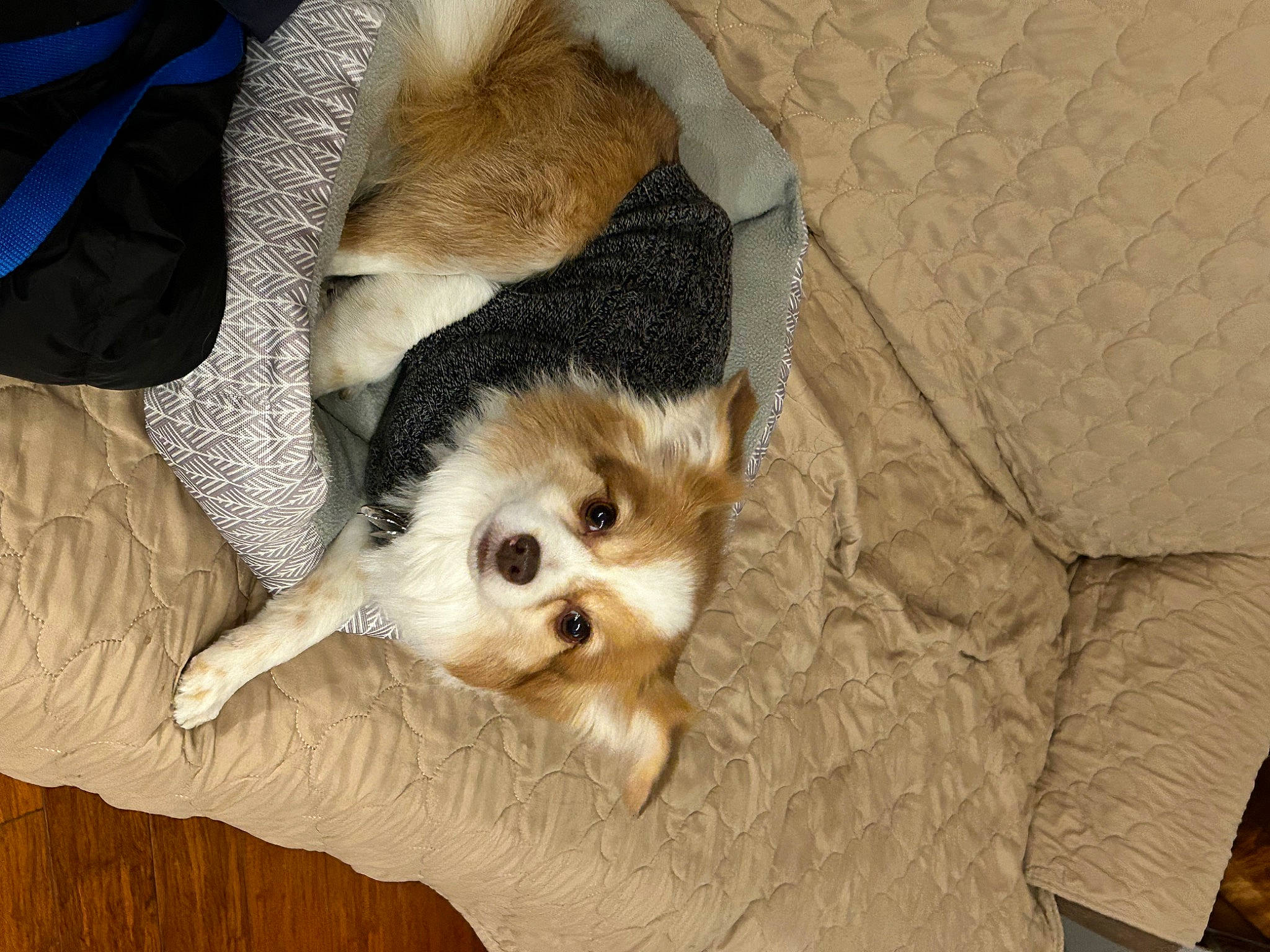 Dozer is registered to the contest to win money with this photo: canidae, carnivore, comfort, companion_dog, dog, dog_breed, dog_supply, fawn, felidae, fur, small_terrier, small_to_medium_sized_cats, snout, sporting_group, terrestrial_animal, terrier, toy_dog, whiskers, wood, working_animal