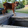 Shelia is registered to the contest to win money with this photo: dog, boxer, metal_toolbox, truck_bed, outdoor, greenery, trees, grass, daylight, canine, pet, animal, brown_dog, white_paws, alert, standing, vehicle, yard, nature, background_blur