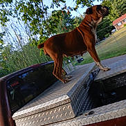Shelia joined the competition — help win amazing prizes! dog, brown_dog, pickup_truck, metal_toolbox, outdoor, tree, greenery, fence, house, canine, pet, vehicle, nature, grass, daylight, standing, side_view, animal, backyard, rusty_truck
