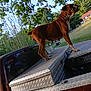 dog, brown_dog, pickup_truck, metal_toolbox, outdoor, tree, greenery, fence, house, canine, pet, vehicle, nature, grass, daylight, standing, side_view, animal, backyard, rusty_truck