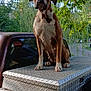 Shelia is registered to the contest to win money with this photo: dog, outdoor, tree, greenery, pickup_truck, metal_toolbox, brown_dog, white_markings, pet, animal, nature, vehicle, leafy_background, sunlight, sitting, alert, canine, rusty_truck, fence, daytime