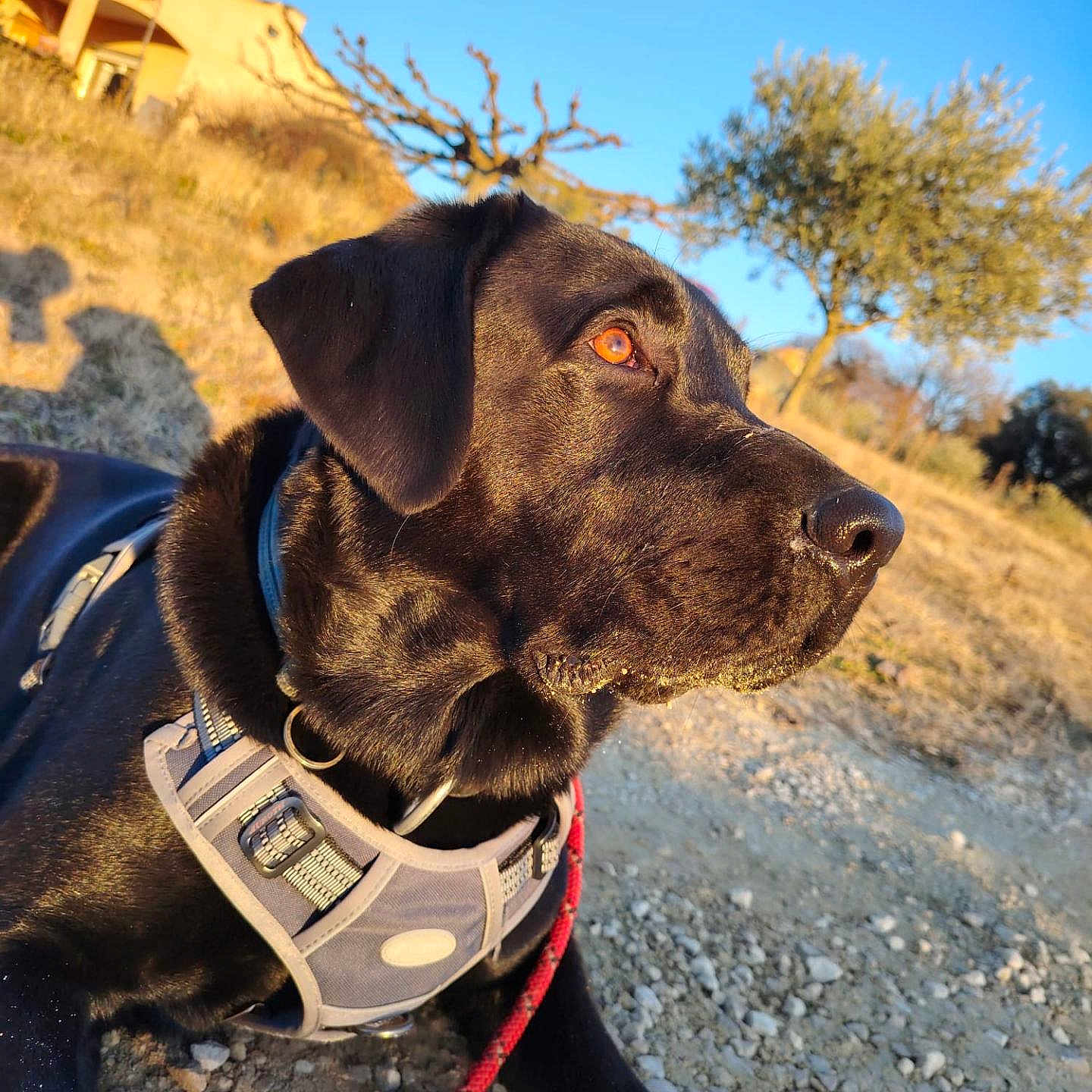 Simba