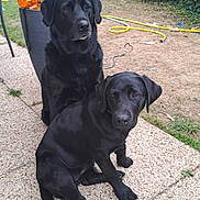 Perle participe au concours pour gagner de l'argent avec cette photo : animal, black_labrador, canine, companion, cute, dog, domestic_animal, fur, garden, grass, labrador_retriever, leisure, mammal, nature, outdoor, pavement, pet, plant, sitting, two_dogs
