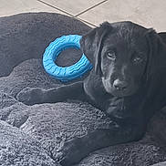 Ange participe au concours pour gagner de l'argent avec cette photo : black_puppy, dog, pet, bed, toy, blue_ring, floor_tiles, indoor, fluffy, cute, animal, canine, young_dog, resting, looking_up, paw, fur, companion, domestic_animal, playful
