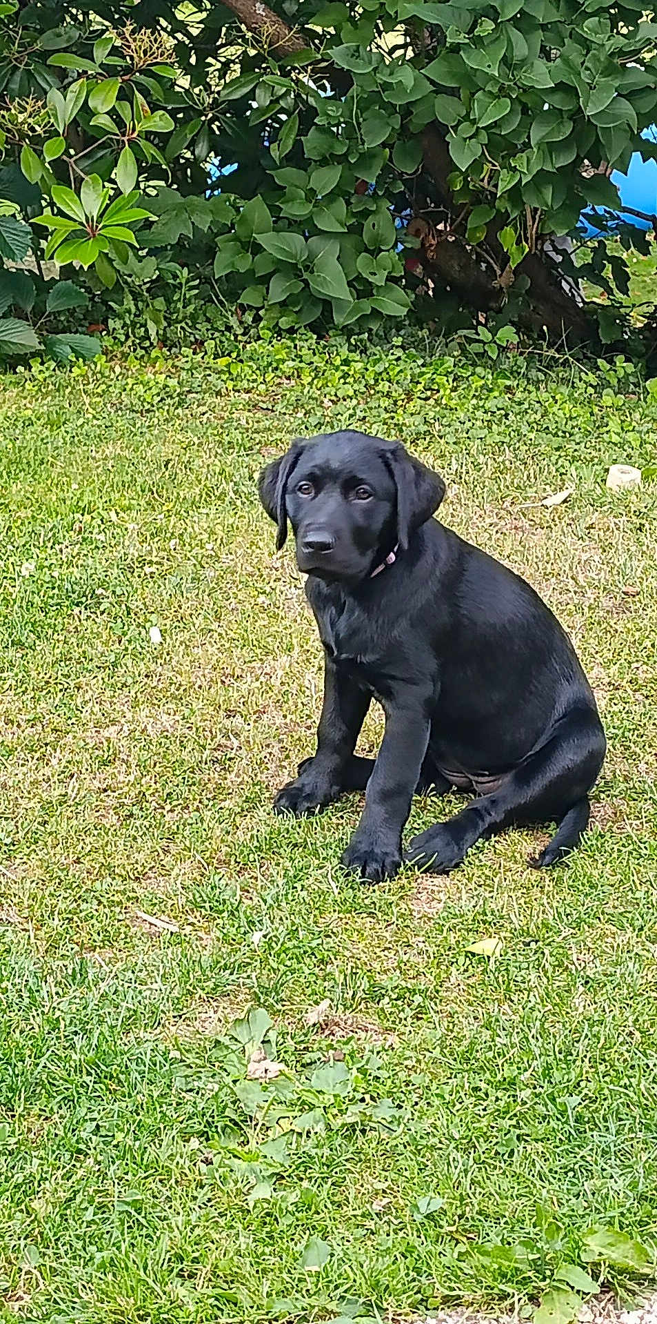 Ange participe au concours pour gagner de l'argent avec cette photo : puppy, dog, black_dog, grass, outdoor, greenery, bushes, pet, animal, young_dog, sitting, nature, cute, fur, canine, leaf, park, summer, daytime, collar