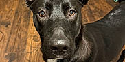 Nova is registered to the contest to win money with this photo: dog, black_dog, black_fur, large_ears, ears, close_up, portrait, brown_eyes, nose, paw, white_marking, hardwood_floor, indoor, living_room, crate, toy, attentive, standing, pet, canine