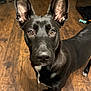 attentive, black_dog, black_fur, brown_eyes, canine, close_up, crate, dog, ears, hardwood_floor, indoor, large_ears, living_room, nose, paw, pet, portrait, standing, toy, white_marking