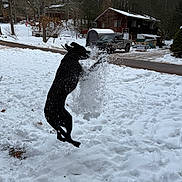 Nova joined the competition — help win amazing prizes! dog, black_dog, snow, jumping, mid_air, snow_splash, winter, outdoors, yard, trees, house, cabin, pickup_truck, driveway, playful, action_shot, motion, pet, footprints, cold_weather