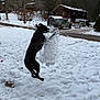 action_shot, black_dog, cabin, cold_weather, dog, driveway, footprints, house, jumping, mid_air, motion, outdoors, pet, pickup_truck, playful, snow, snow_splash, trees, winter, yard
