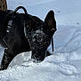 Nova joined the competition — help win amazing prizes! black_dog, dog, snow, snowy_face, harness, ear, paw, winter, outdoors, portrait, close_up, playful, cold, nose, whiskers, brown_eyes, tree, nature, white_snow, animal