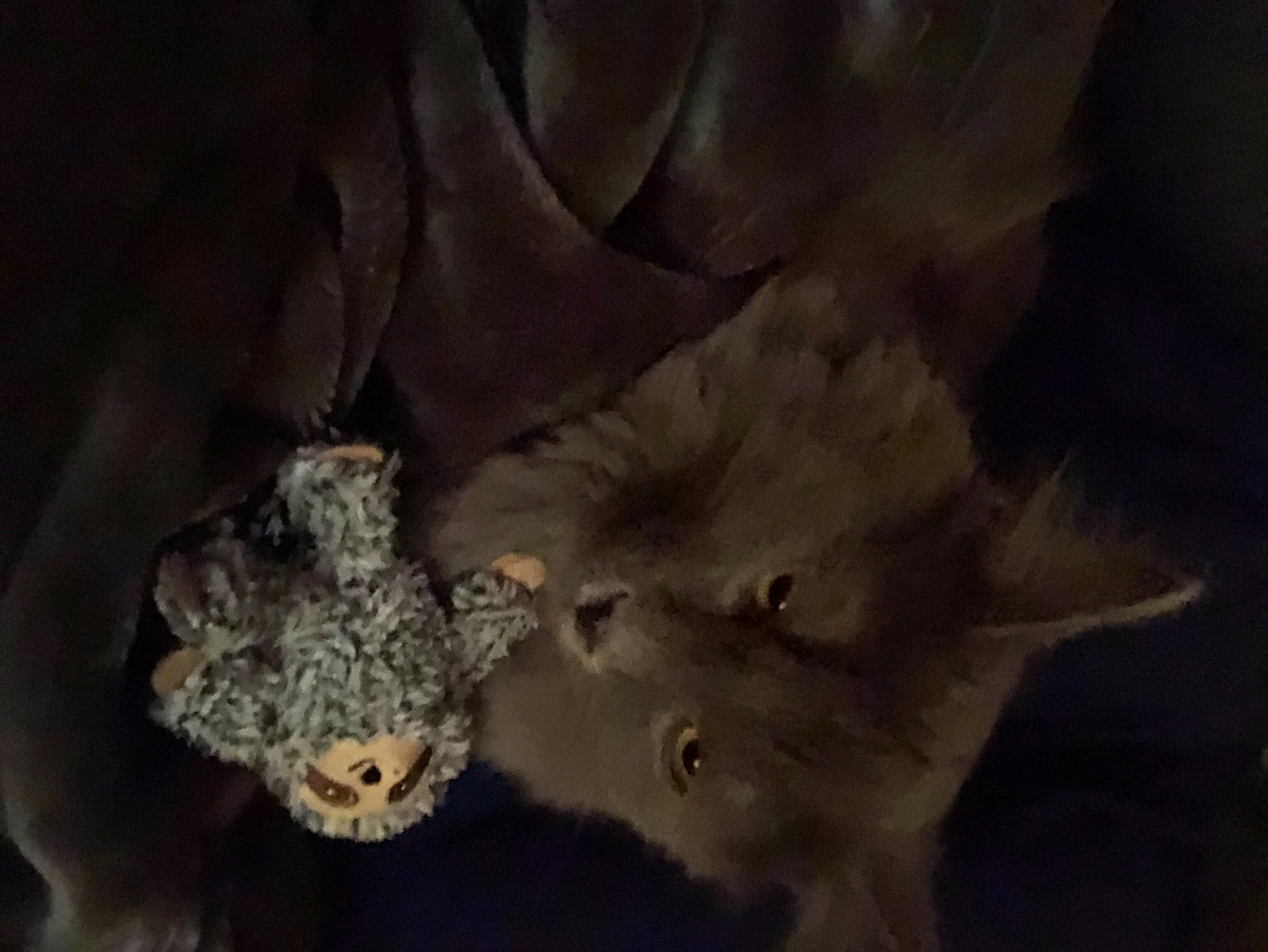 Bohdi is registered to the contest to win money with this photo: beak, big_cats, bird_of_prey, carnivore, darkness, felidae, fur, leopard, macro_photography, owl, plant, pollen, small_to_medium_sized_cats, soil, still_life_photography, terrestrial_animal, tree, twig, whiskers, wildlife