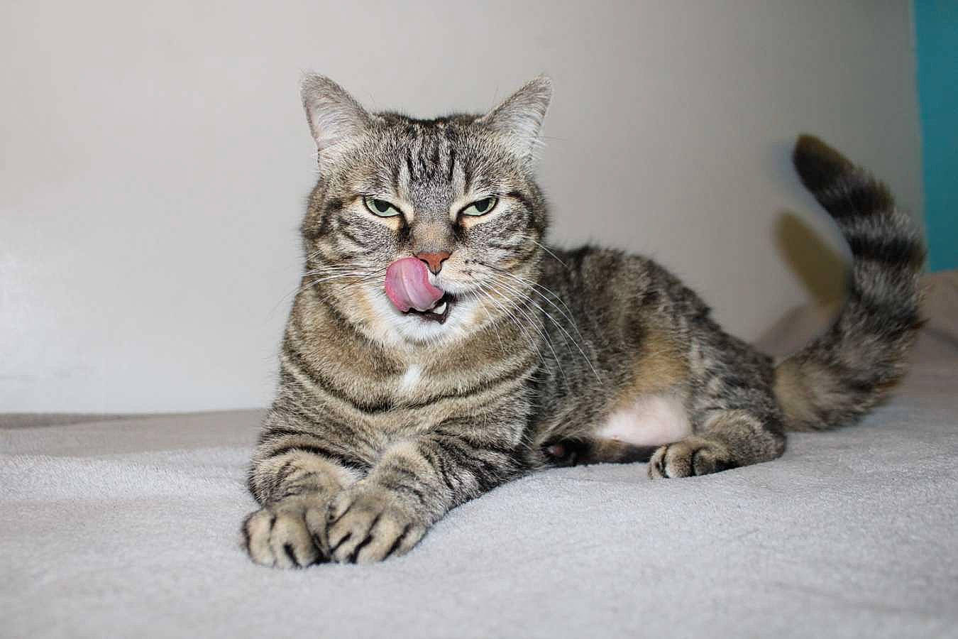 Calypso a rejoint le concours — aidez-le/la à gagner de superbes lots ! carnivore, cat, domestic_short_haired_cat, felidae, fur, grey, paw, sitting, small_to_medium_sized_cats, tail, terrestrial_animal, vertebrate, whiskers