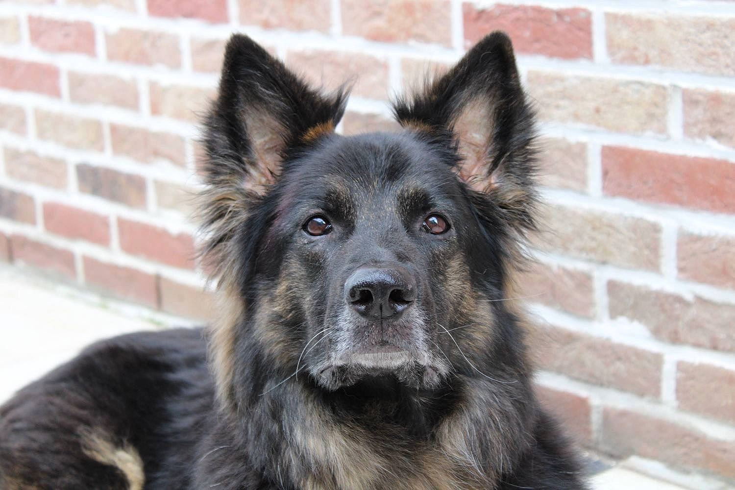 Huska a rejoint le concours — aidez-le/la à gagner de superbes lots ! ancient_dog_breeds, brick, brickwork, building_material, canidae, carnivore, companion_dog, dog, dog_breed, dog_supply, fur, herding_dog, king_shepherd, mortar, snout, sporting_group, whiskers, working_animal, working_dog