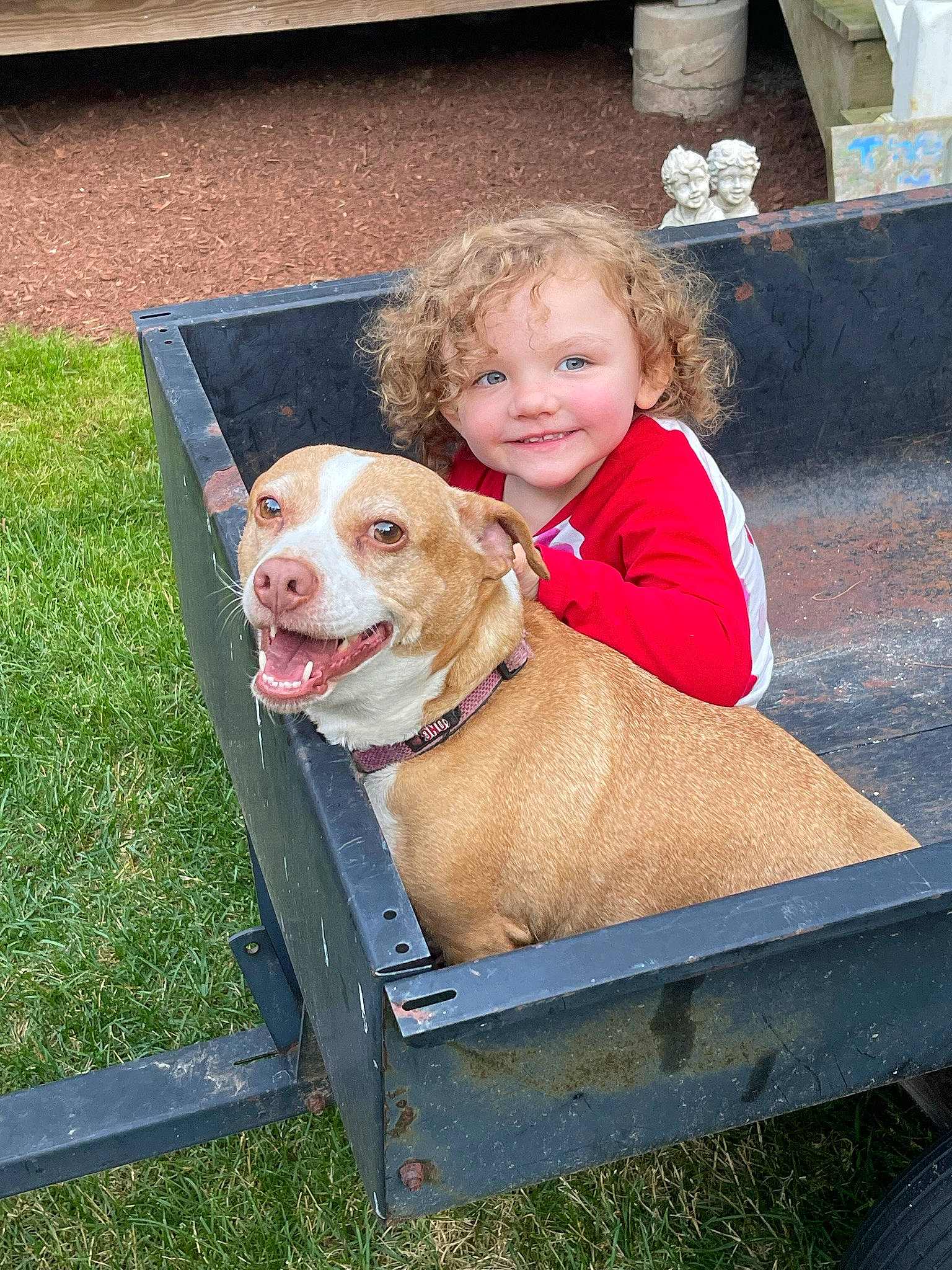 Lacey joined the competition — help win amazing prizes! canidae, carnivore, companion_dog, dog, dog_breed, dog_collar, fawn, fun, grass, gun_dog, happy, joy, leisure, person, pet_supply, plant, sitting, smile, snout, sporting_group