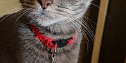 Moe Moe joined the competition — help win amazing prizes! cat, gray_tabby, collar, bells, indoor, portrait, close_up, whiskers, curious, pet, feline, animal, domestic_cat, wide_eyes, fur, ears, nose, background, blur, soft_lighting