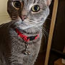 cat, gray_tabby, collar, bells, indoor, portrait, close_up, whiskers, curious, pet, feline, animal, domestic_cat, wide_eyes, fur, ears, nose, background, blur, soft_lighting